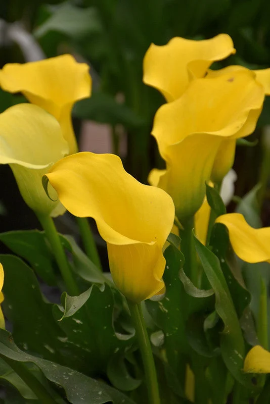 Captain Solo Calla Lily
