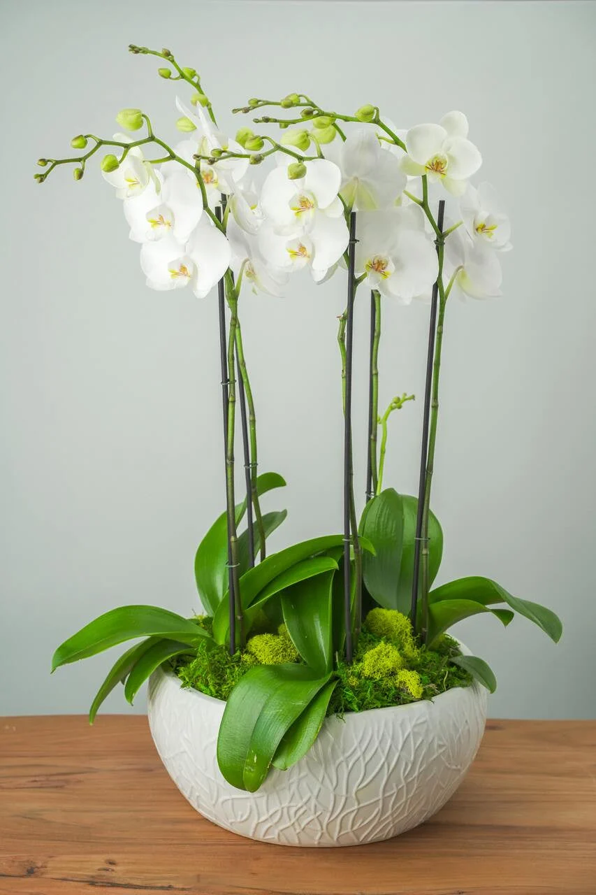 casablanca-orchid-arrangement.webp Casablanca Orchid Arrangement
