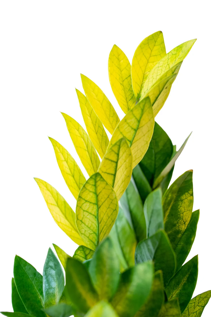 Chameleon ZZ Plant