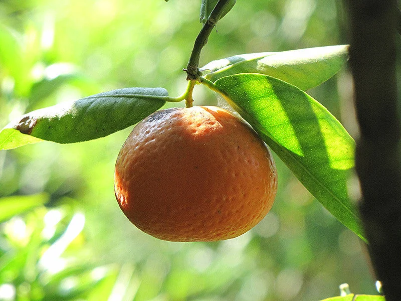 Clementine Semi Dwarf