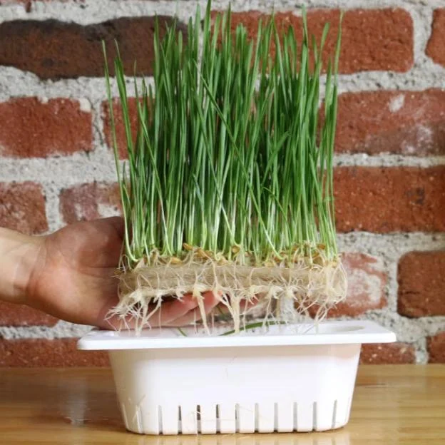 Compostable Refill Kits