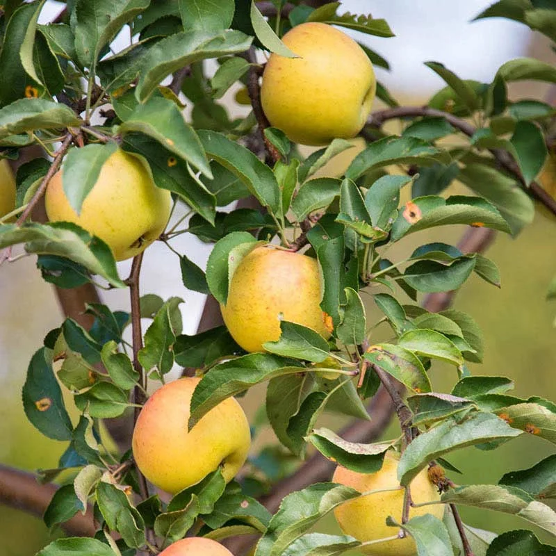 Crunch-A-Bunch™ REACHABLES Apple Tree