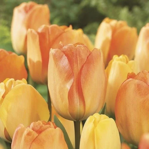 Darwin Hybrid 'Daydream' Tulip Bulbs (20) Size 12+ - Imported From Holland - Tulip Bulbs for Sale