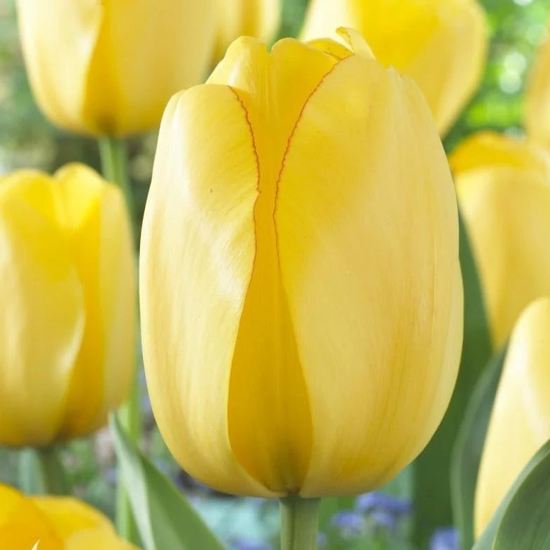 Darwin Hybrid 'Golden Parade' Tulip Bulbs (20) Size 12+ - Imported From Holland - Yellow Tulip Bulbs for Sale
