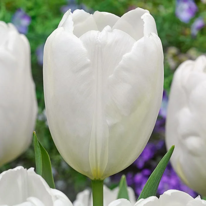Darwin Hybrid 'Hakuun' Tulip Bulbs (20) Size 12+ - Imported From Holland- Tulip Bulbs for Sale