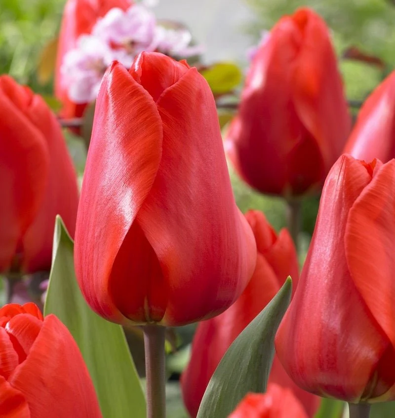 Darwin Hybrid 'Lalibela' Red Tulip Bulbs (20) Size 12+ - Imported From Holland - Tulip Bulbs for Sale