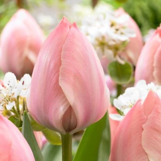 Darwin Hybrid 'Salmon Van Eyk' Pink Tulip Bulbs (20) Size 12+ - Imported From Holland - Tulip Bulbs for Sale