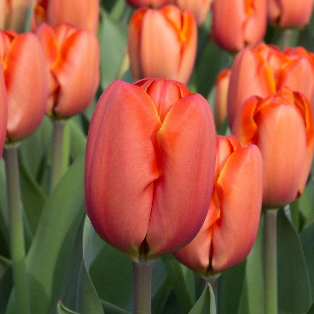 Darwin Hybrid 'Triple A' Peach Tulip Bulbs (20) Size 12+ - Imported From Holland - Tulip Bulbs for Sale