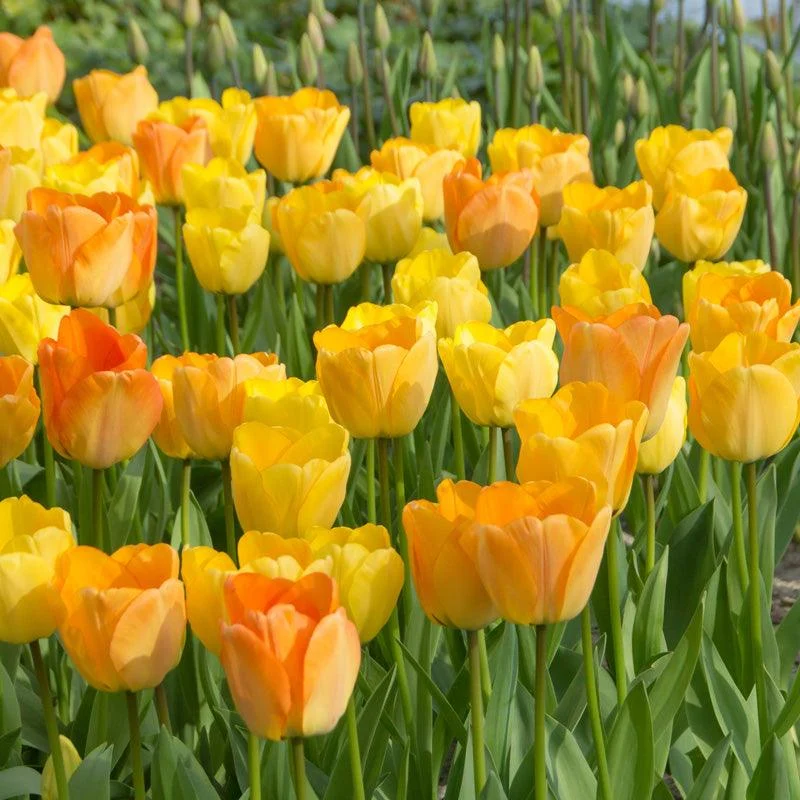 "Daydream" Tulip Bulbs (Pack of 8)