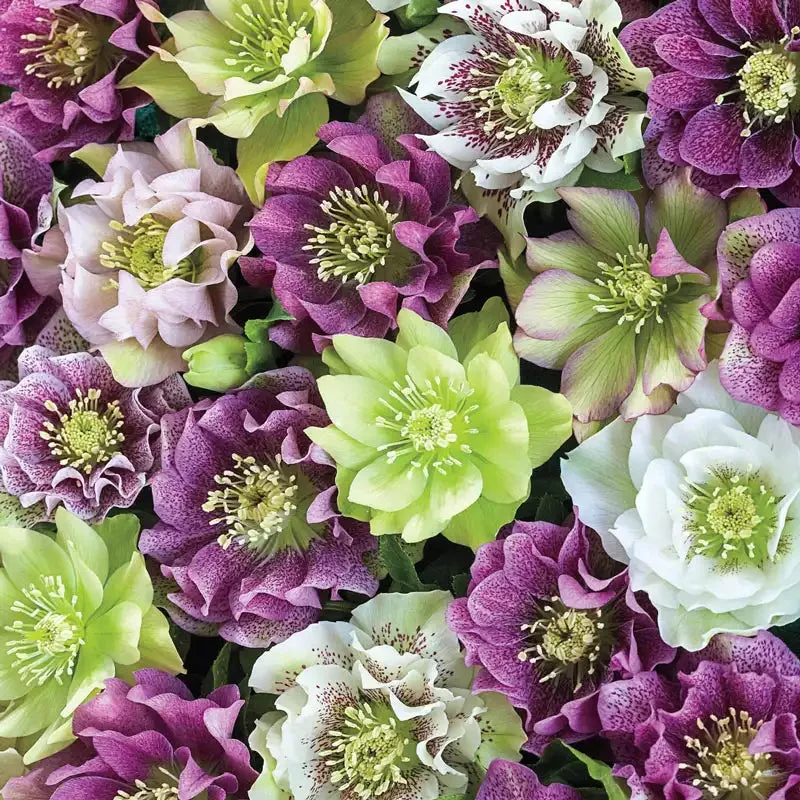 double-flowered-hellebores-plant.webp Double-Flowered Hellebores Plant