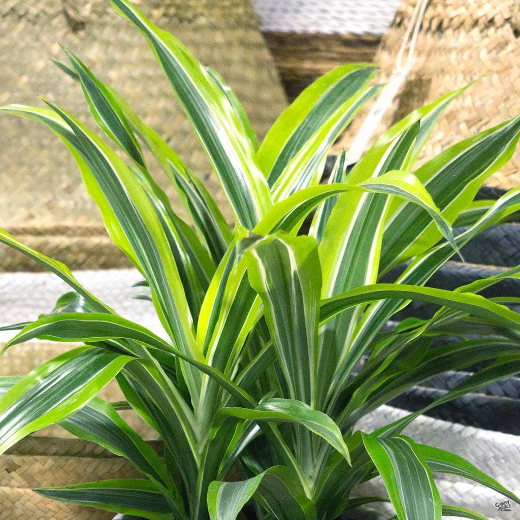 dracaena-lemon-lime.webp Dracaena 'Lemon Lime'