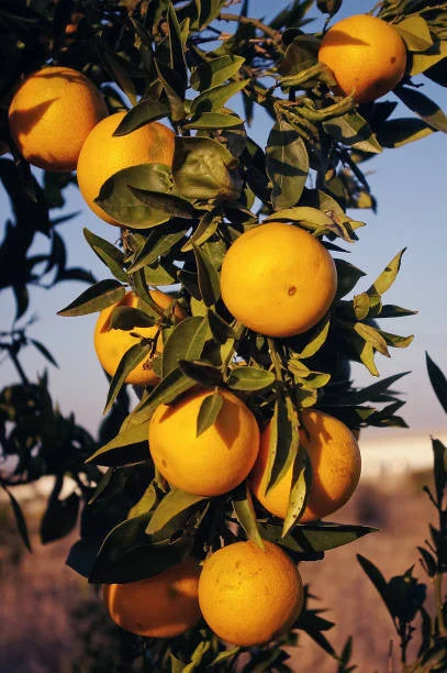 Dwarf Moro Blood Orange