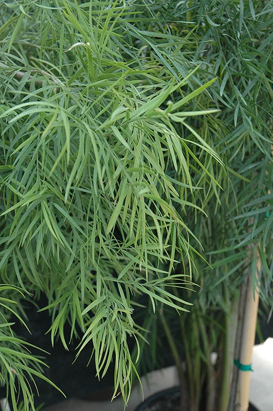 fern-podocarpus.webp Fern Podocarpus