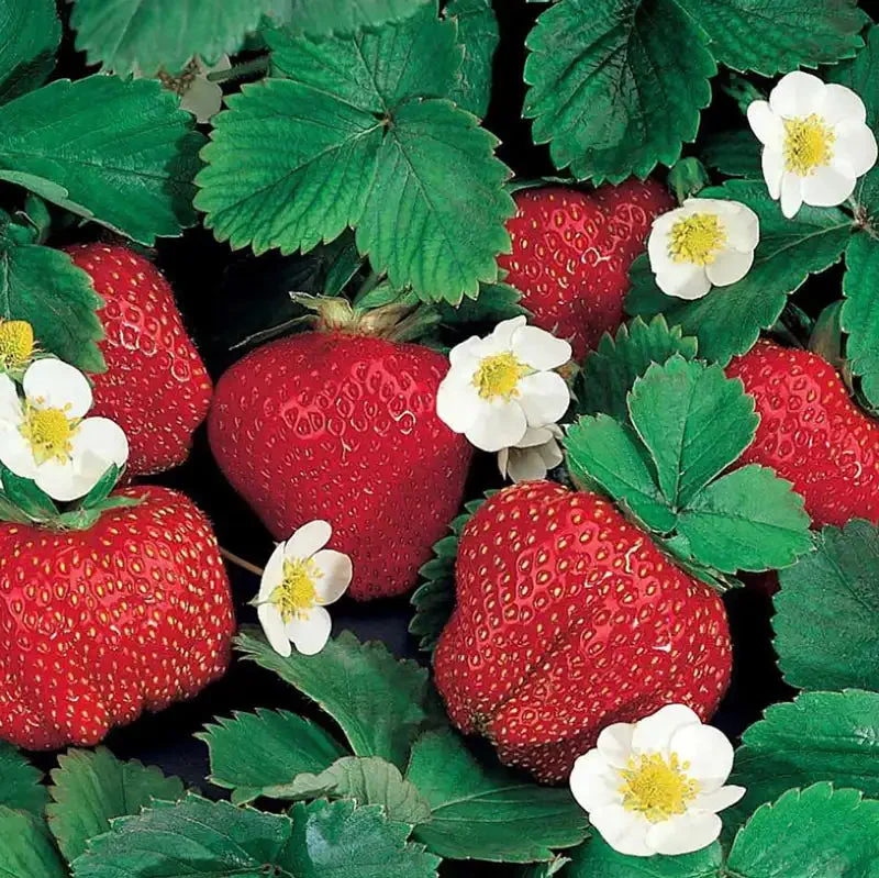 festival-everbearing-strawberry-plant.webp Festival Everbearing Strawberry Plant