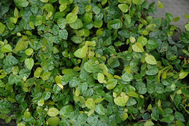 Ficus repens Green Creeping Fig