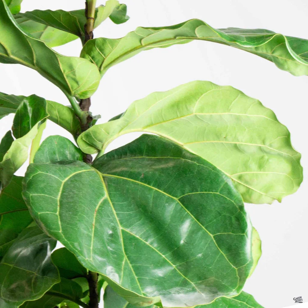 fiddle-leaf-fig-column.webp Fiddle Leaf Fig Column