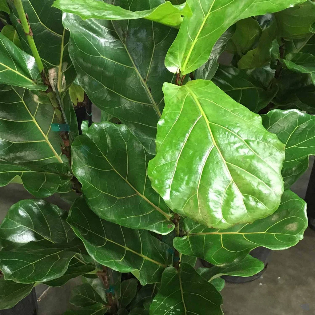 fiddle-leaf-fig-standard.webp Fiddle Leaf Fig Standard