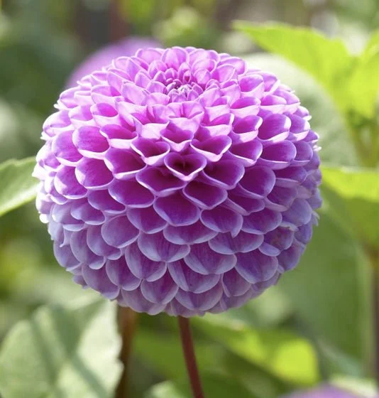 Franz Kafka Purple Ball Dahlia Bulbs - Dahlia Tubers (Set of 3)