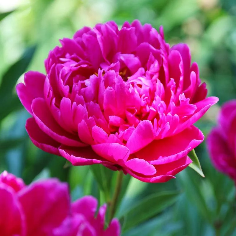 garden-peony-karl-rosenfield-1-pk.webp (Garden Peony) Karl Rosenfield (1/pk)