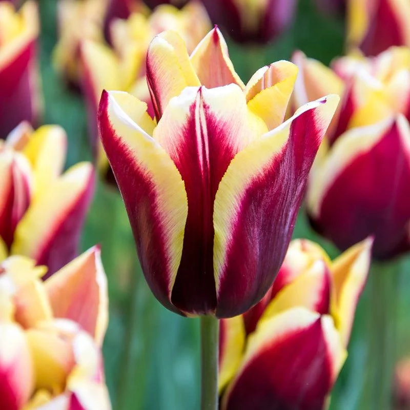"Gavota" Triumph Tulip Bulbs (Pack of 8)