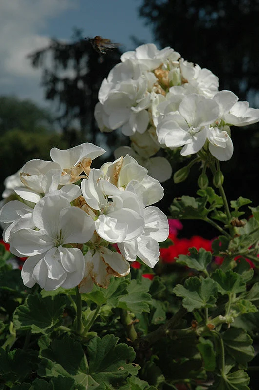 geranium-zonal-dynamo-white.webp Geranium Zonal Dynamo White
