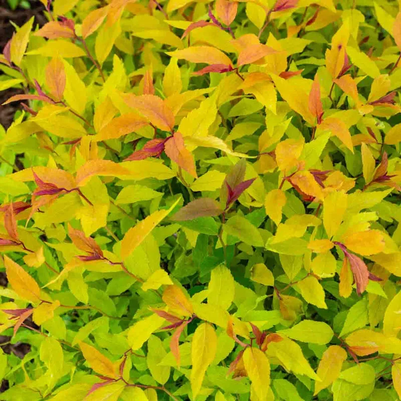 Goldmound Spirea