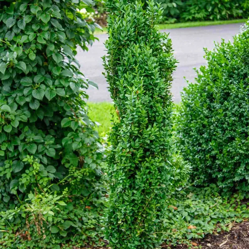 Graham Blandy Boxwood