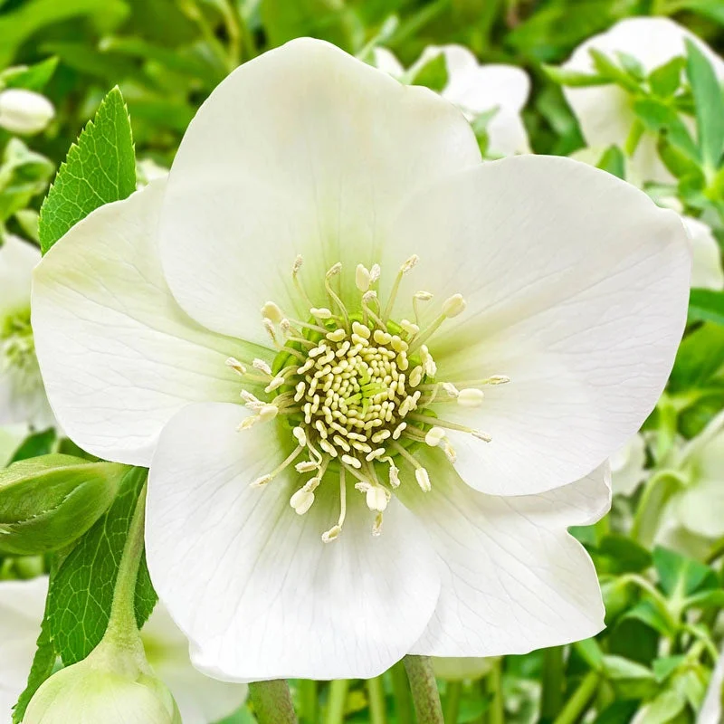 great-white-hellebore.webp Great White Hellebore