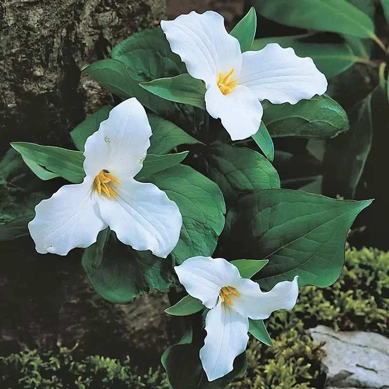 great-white-trillium-plant.webp Great White Trillium Plant