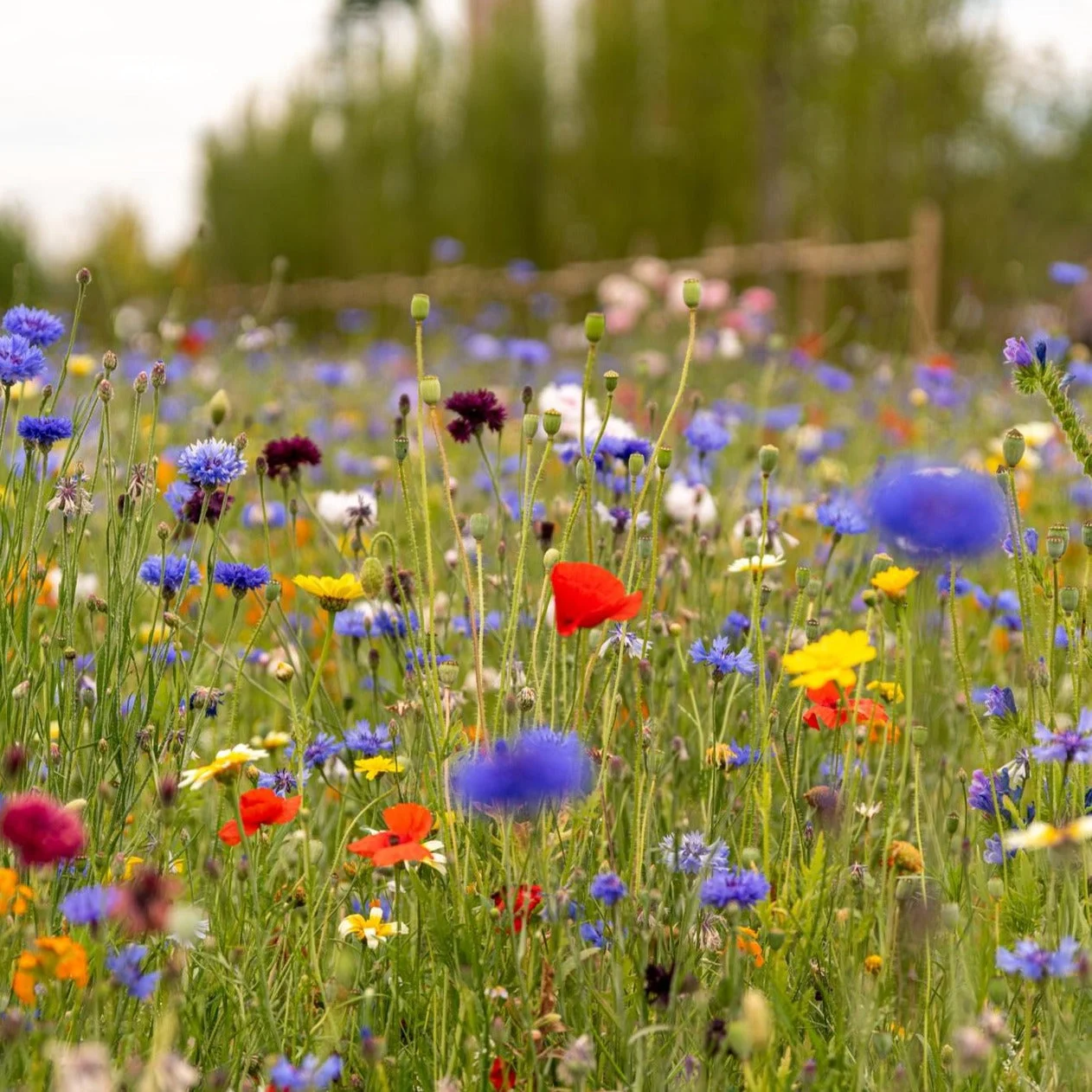 grow-your-own-pollinator-kit.webp Grow Your Own Pollinator Kit