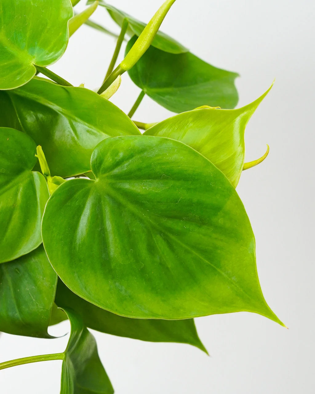 Heartleaf Philodendron