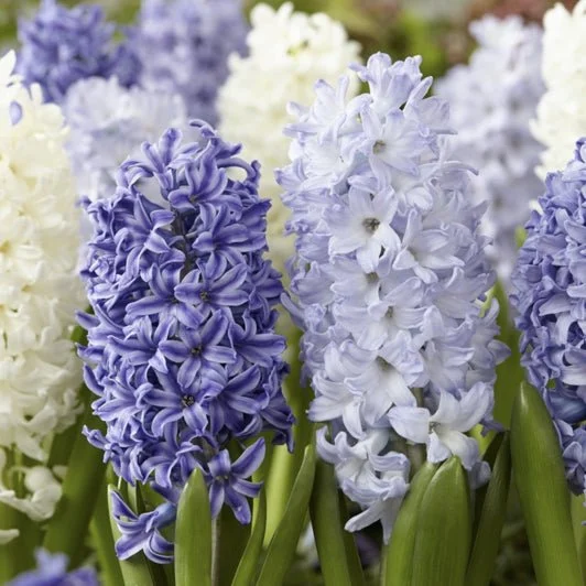 Hyacinth Bulb Mix (20)- Hyacinthus Orientalis 'Blues Mix'