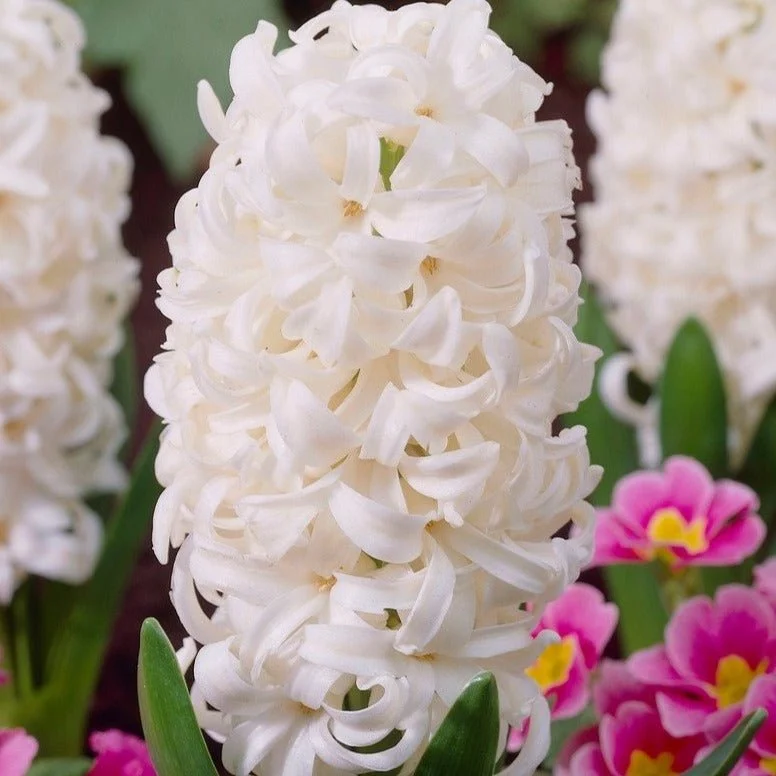 Hyacinth Bulbs (20)- Hyacinthus Orientalis 'White Pearl' - Large White Hyacinth Bulbs