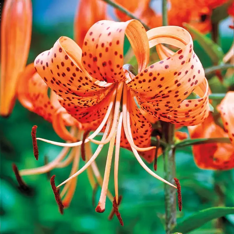 hybrid-tiger-lily.webp Hybrid Tiger Lily