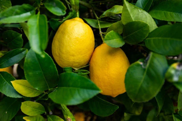 improved-meyer-lemon-tree-form.webp Improved Meyer Lemon Tree Form