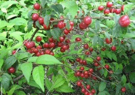 joelbush-cherry-prunus-japonica-x-jacquemontii.webp JoelBush Cherry (Prunus japonica X jacquemontii)