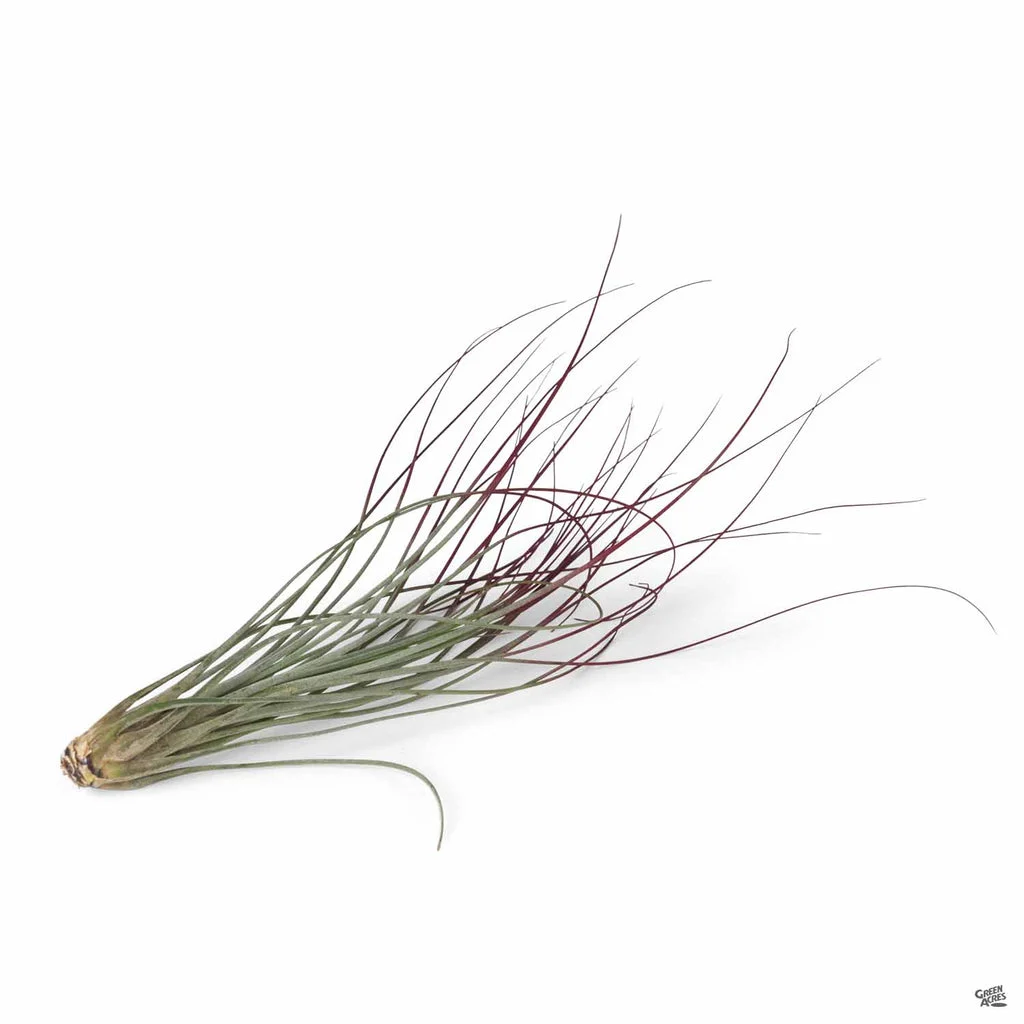 Juncea Red