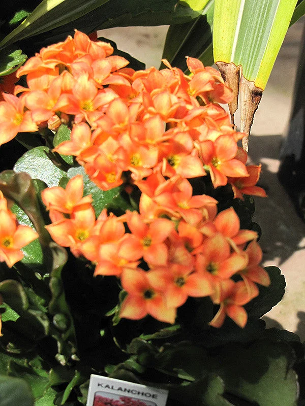 Kalanchoe