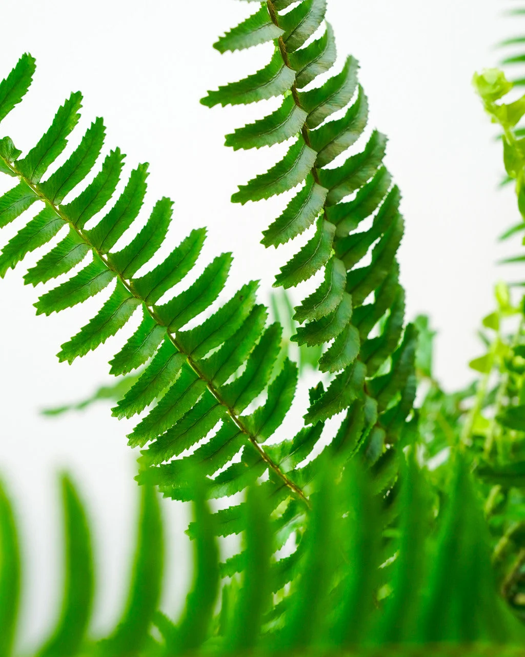 Kimberly Queen Australian Sword Fern