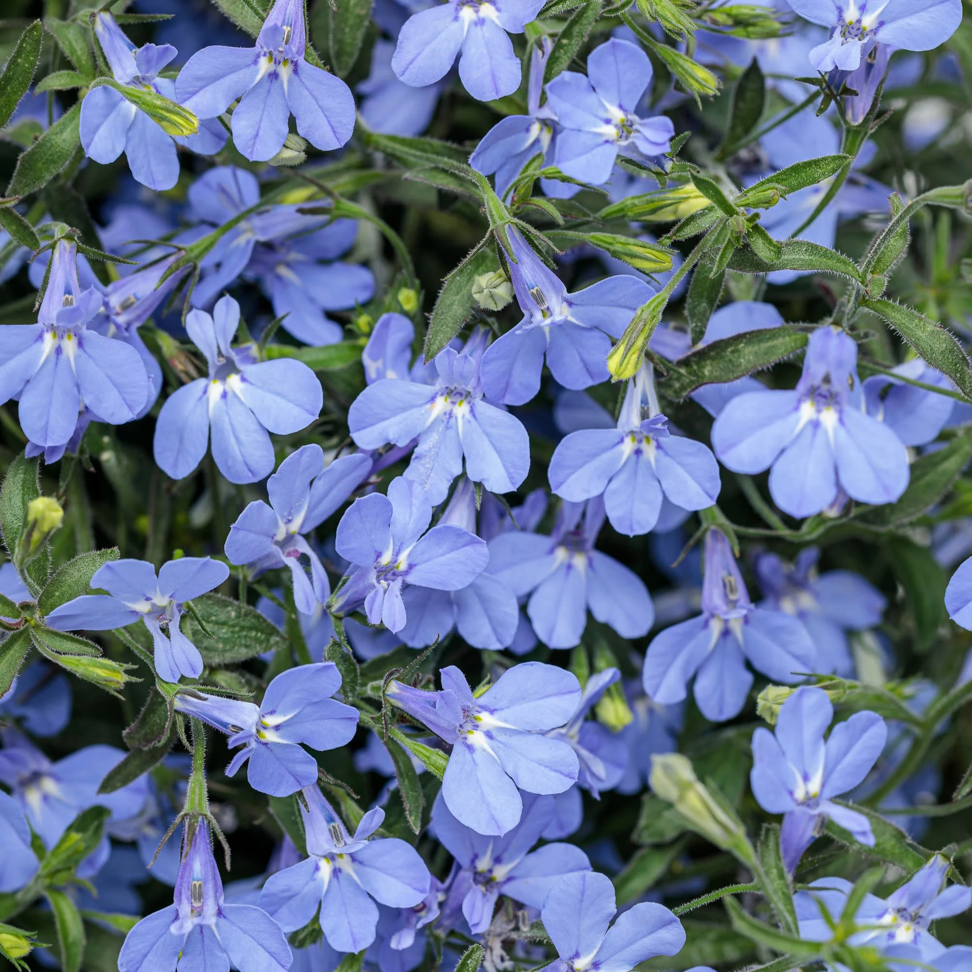 Laguna Sky Blue Lobelia (Lobelia erinus)