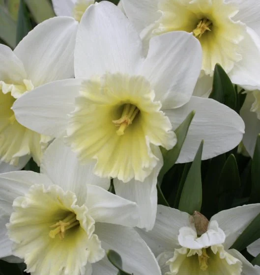 Large Ice Follies Quality Daffodil Bulbs (25) - Imported From Holland - Narcissi "Ice Follies" Bulbs for Sale