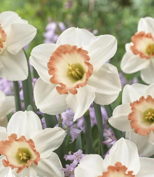 Large Pink Charm Quality Daffodil Bulbs (25) - Imported From Holland - Narcissi "Pink Charm" Bulbs for Sale