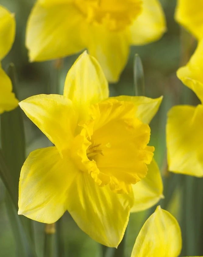 Large Quality Daffodil Bulbs (25) - Imported From Holland - Narcissi "Carlton" Bulbs for Sale