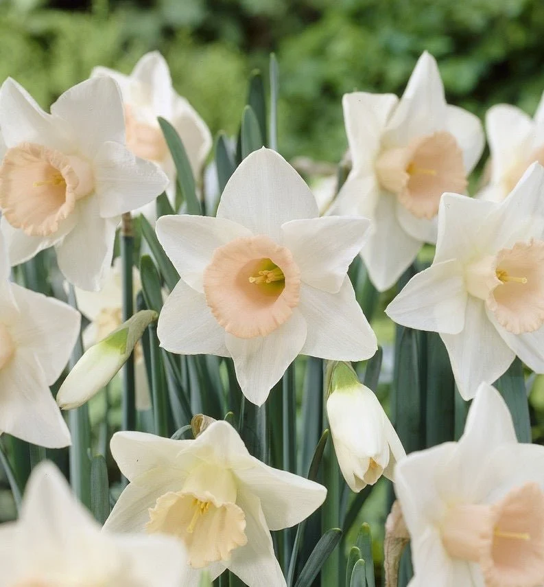 Large Salmon Cup Quality Daffodil Bulbs (25) - Imported From Holland - Narcissi "Passionale" Bulbs for Sale