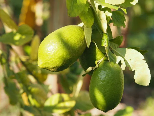Mexican Lime Tree Form