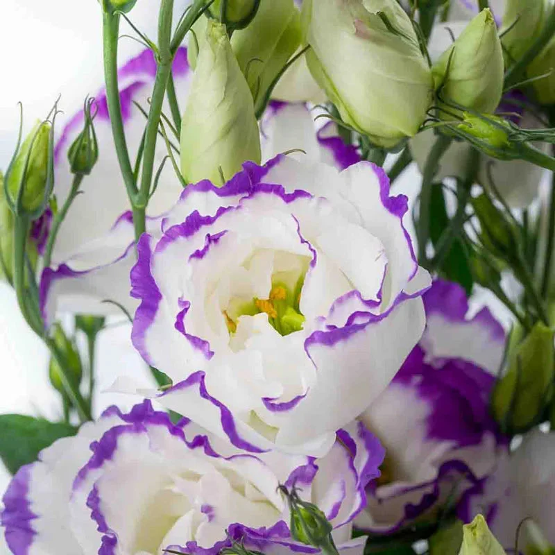 lisianthus-cessna-blue-picotee-iii.webp Lisianthus Cessna Blue Picotee III