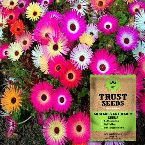 Mesembryanthemum /Ice plant seeds (OP)