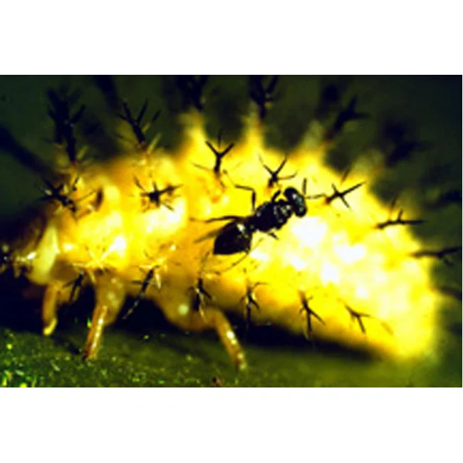 Mexican Bean Beetle Parasite