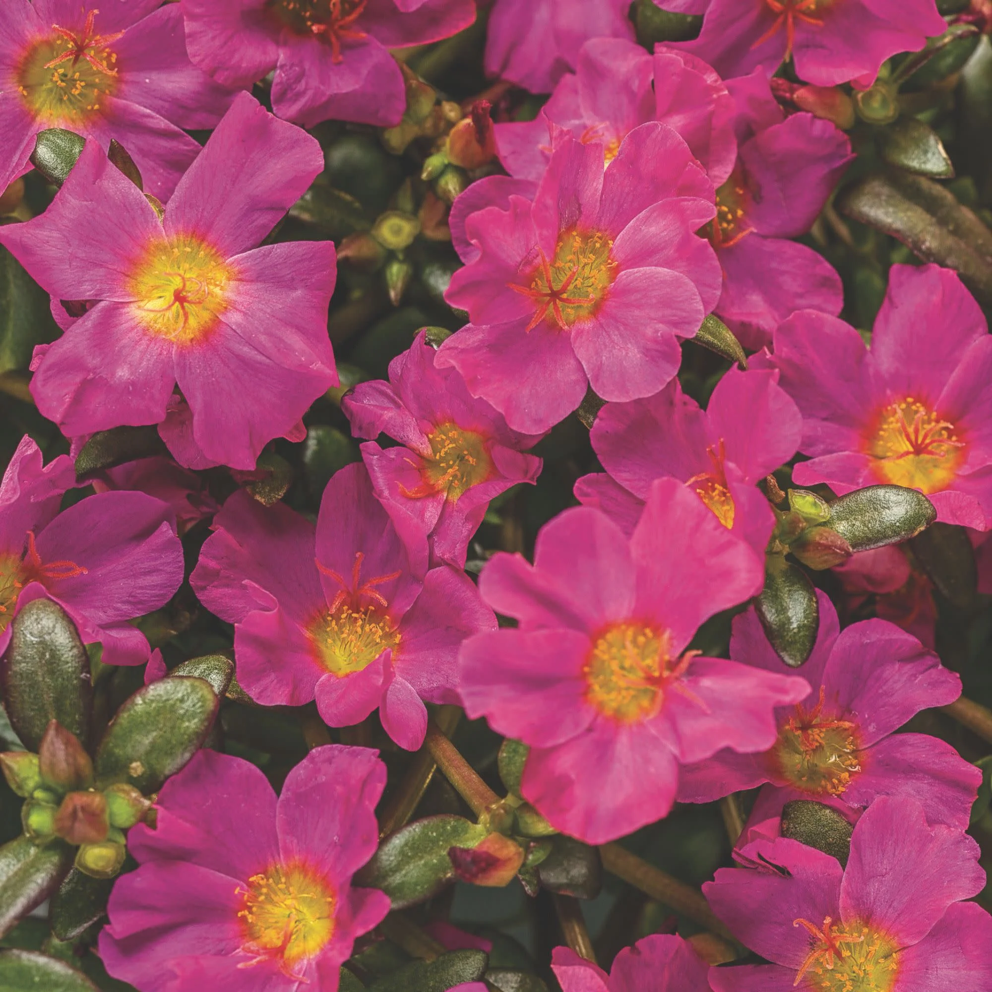 Mojave Fuchsia Purslane (Portulaca umbraticola)