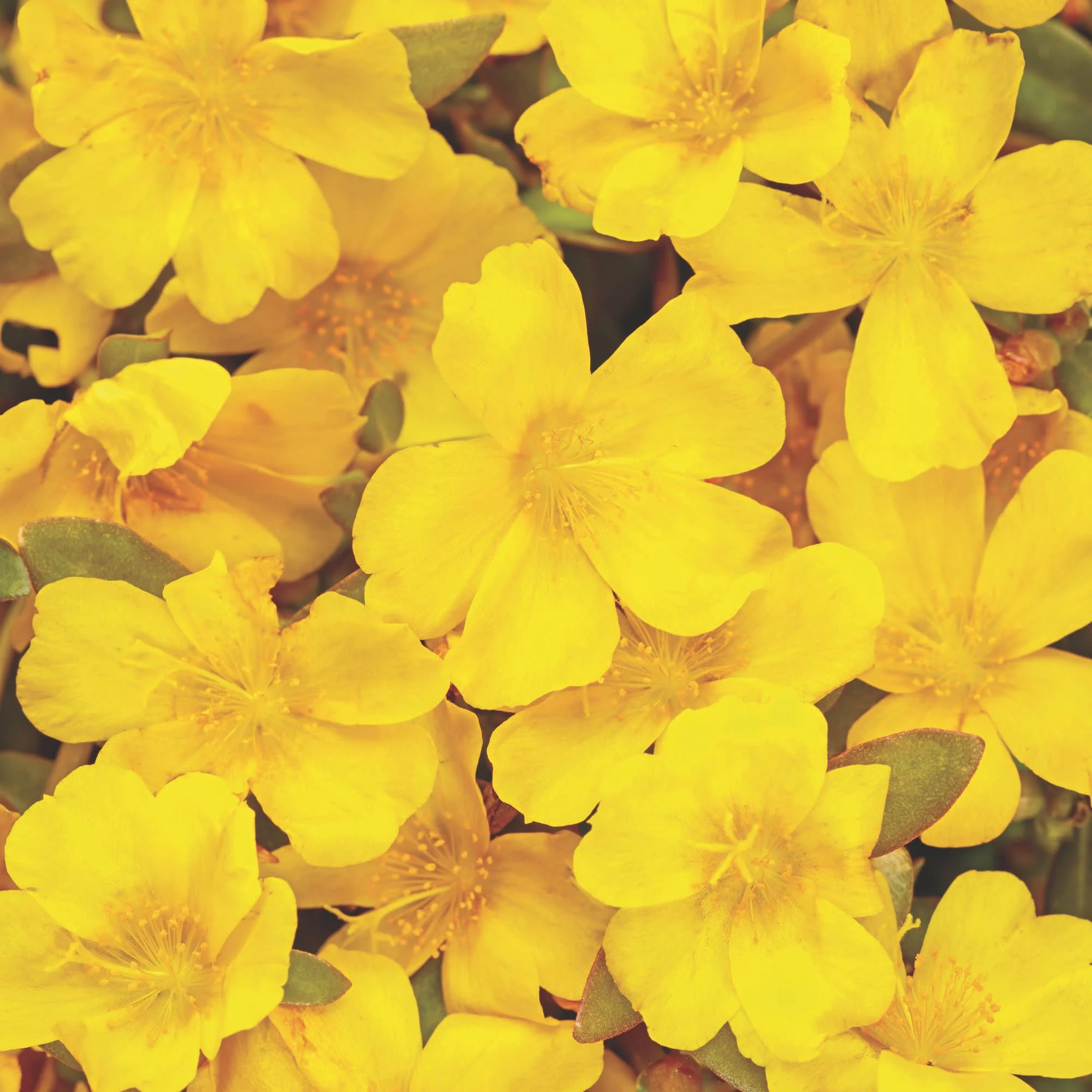Mojave Yellow Purslane (Portulaca umbraticola)